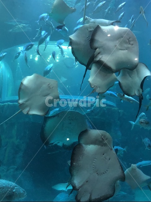 water,물,aquatic,manta,가오리,큰가오리,아쿠아리움