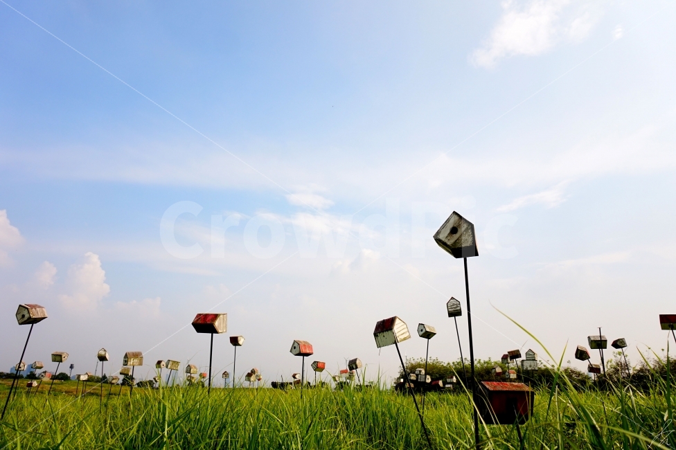 서울,공원,하늘공원,풍경,들판,자연,풍경,nature,landscape,한국자연풍경,한국자연경관,korea nature landscape,grassland,목초지,outdoors,옥외,field,들