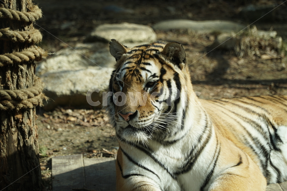 호랑이,tiger,동물,animal,포유류,mammals,맹수,savage,beast,육식동물,짐승,사나운,사납다,무서운,무섭다,맹호,범,고양이과,야생,자연,nature,타이거,한국호랑이,시베리아호랑이,백두산호랑이,아무르호랑이,동북호랑이,동북호,AmurTiger,pantheratigrisaltaica,동물,animal,포유류,mammal