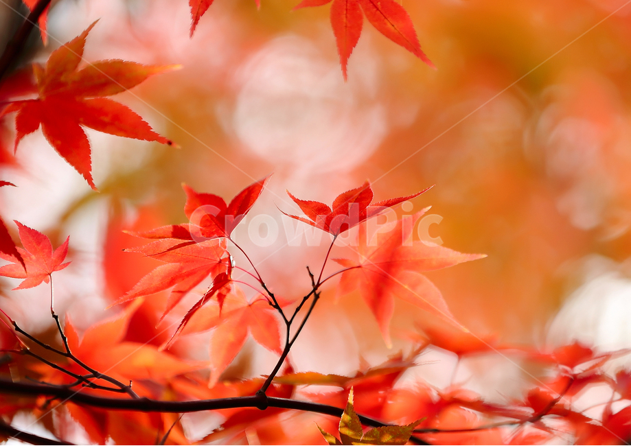 가을,가을소경,당풍,석류,자작나무,단풍,보라,ㅂ빨강,단풍나무,가을,계절,fall,autumn,season,색깔,색상,색채,색감,color sense,color sensitivity,feeling of color,leaf,잎,plant,식물,tree,나무