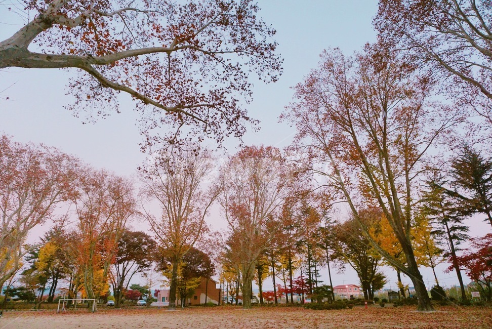 임고초등학교,플라타너스,가을,100년나무,나무,가을,계절,fall,autumn,season,tree,plant,식물,tree trunk,나무 줄기