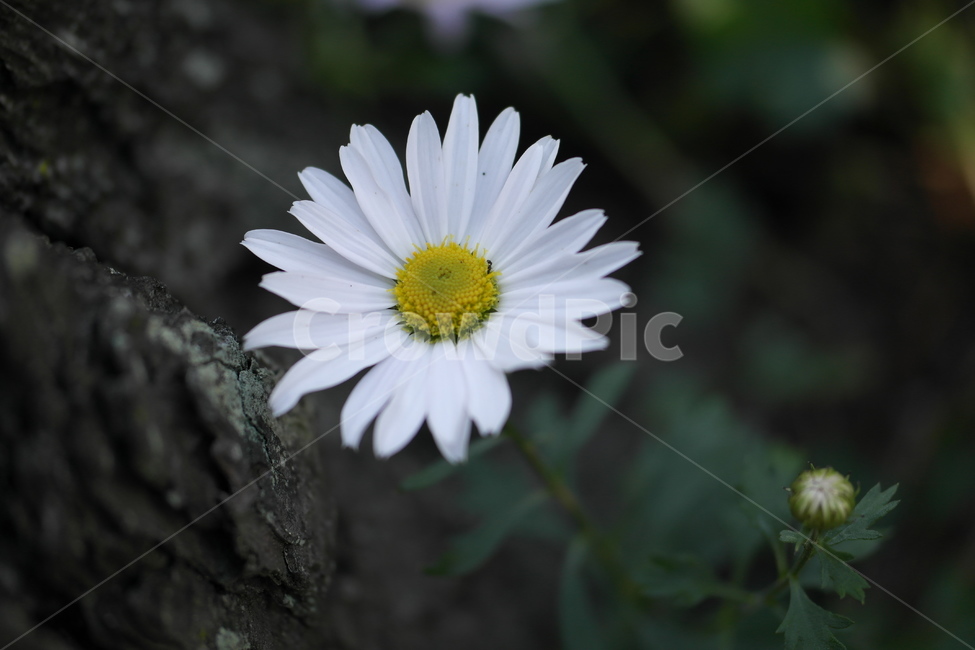 꽃,flower,구절초,봉우리,접사,소나무,힌색,약초,식물