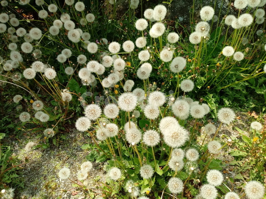 민들레홀씨,민들레,노란꽃,식물,복공영,황화지정,포공영,국화과,여러해살이풀,금잠초,지정,안질방,금잠채,문들레