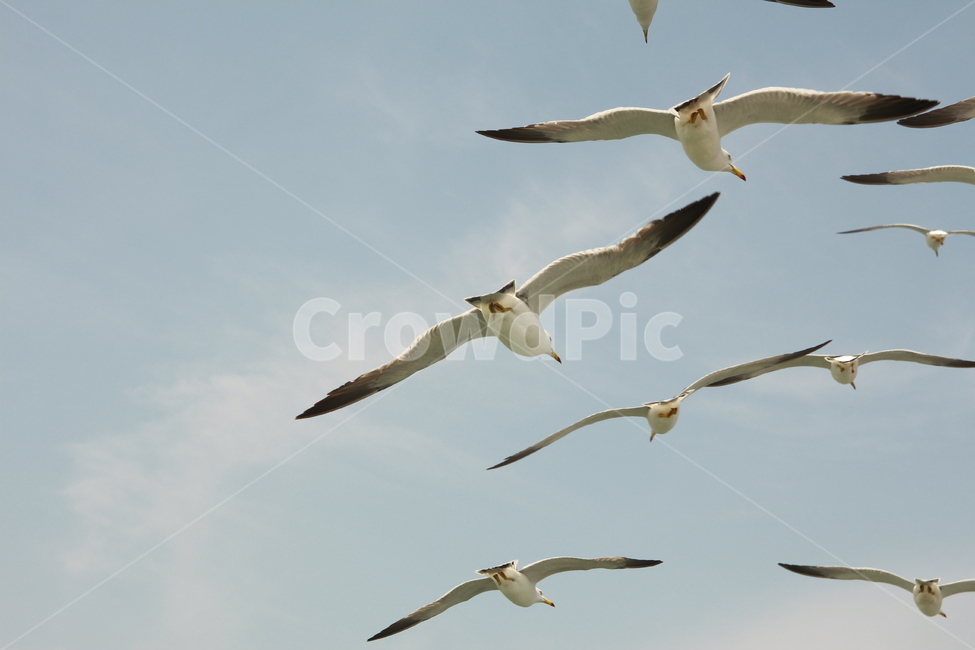 갈매기,바다,하늘,새,흰갈매기,자연,풍경,nature,landscape,동물,animal,조류,새,birds,bird,flying,나는