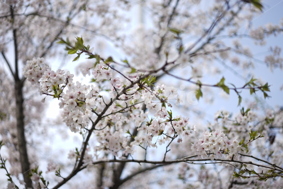 벗꽃,꽃,봄,사쿠라,꽃뭉치,봄,계절,spring,season,식물,자연,plants,nature,꽃,flower,plant,blossom