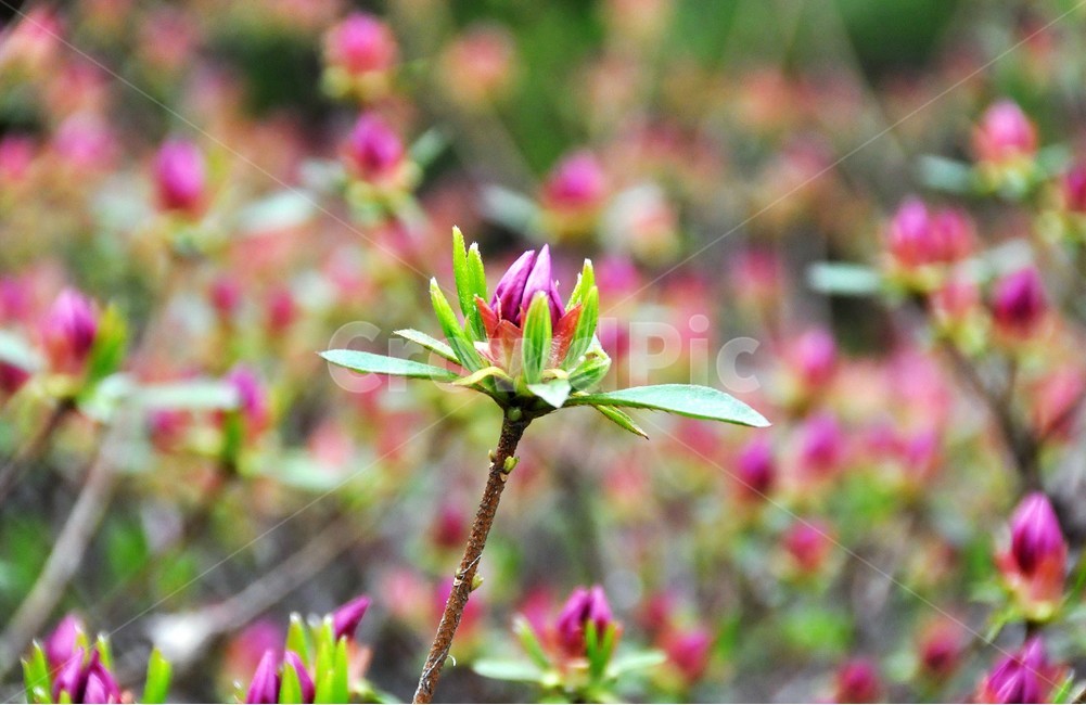 꽃,봄꽃,자연,식물,아웃포커싱,봄,계절,spring,season,식물,자연,plants,nature,꽃,flower,plant,lily,백합,blossom