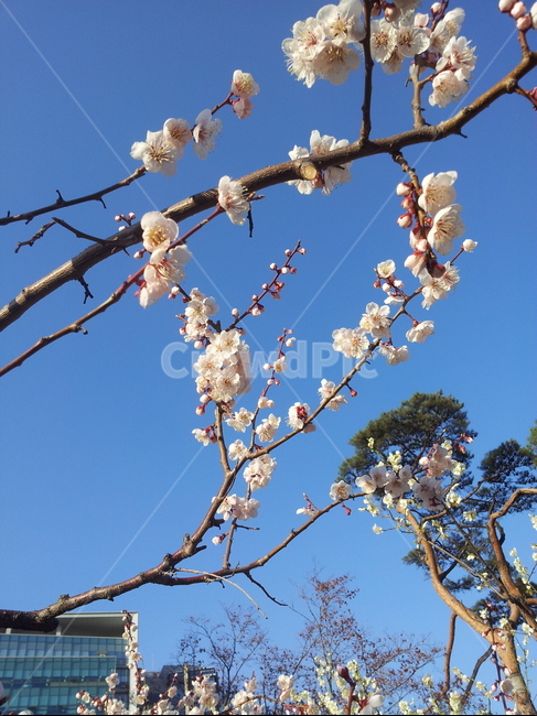 벚꽃봉우리,벚꽃,벚꽃가지,벚나무,푸른하늘
