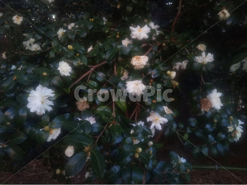 동백,동백꽃,꽃,동백나무,하얀동백,식물,자연,plants,nature,꽃,flower