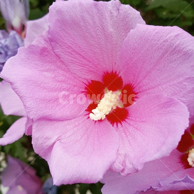 무궁화,plant,식물,flower,꽃,blossom,korea,roseofsharon,無窮花,속씨식물,쌍떡잎식물,아욱목,근화,국화,근원,대한민국,박쥐나방,근화일일영,대한민국의국화,식물,자연,plants,nature,꽃,flower