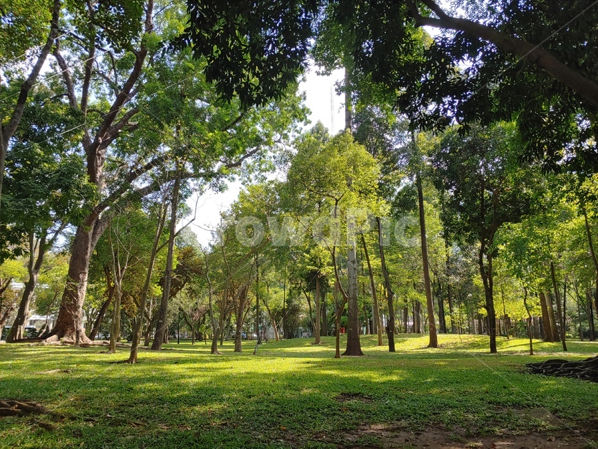 grass,treetrunk,나무줄기,lawn,잔디,park,공원,plant,식물,tree,나무,길,road,숲길,숲,forest,garden,정원,nature,자연
