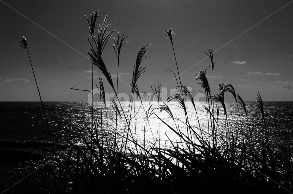 제주,억새,흑백,차귀도,감성,풍경,자연,풍경,nature,landscape,흑백,모노톤,monochrome,black and white,grass,잔디,plant,식물,lawn,reed,갈대