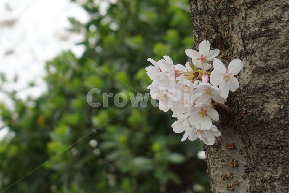 봄,꽃잎,벚꽃,싱그러움,4월,축제,봄,계절,spring,season,식물,자연,plants,nature,꽃,flower,plant,tree,나무
