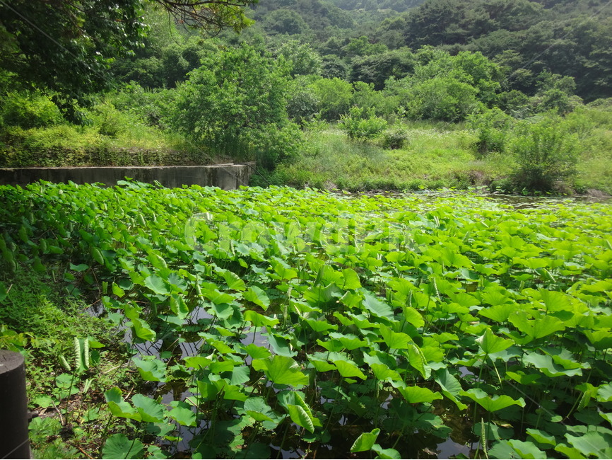 초록,자연,풍경,산책,산속,나뭇잎,풀잎,자연,풍경,nature,landscape,outdoors,옥외,plant,식물,vegetation,초목,land,땅,field,들