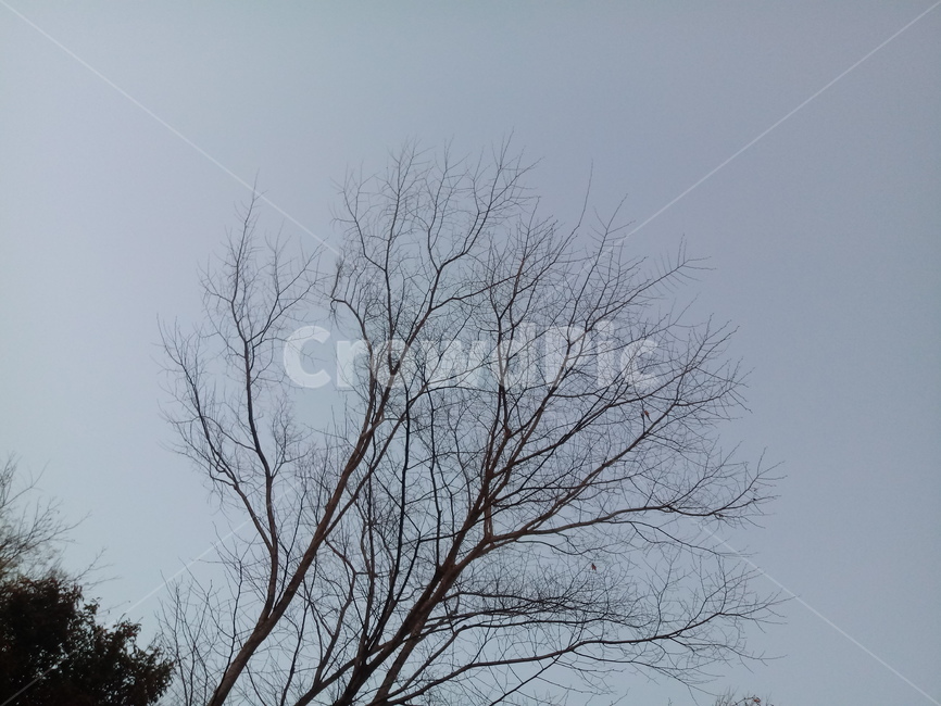 겨울,나무,tree,추운,날씨,어두운,나뭇잎,앙상한,산,공원