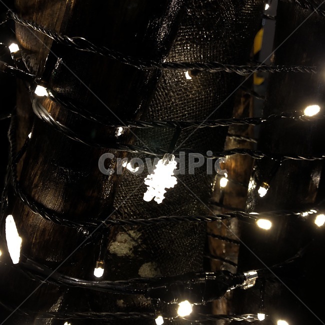 나무,전기,전구,빛,tree,electrocity,bulb,light,ki,denki,denkyuu,hikari,야경,밤,풍경,nightscape,night,landscape,lighting,조명