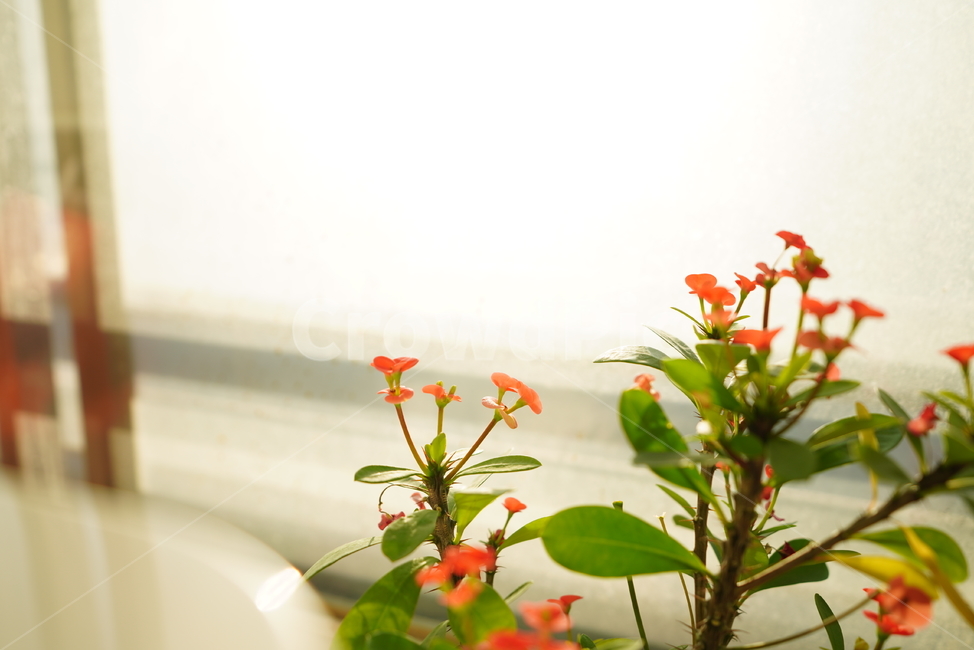 빛,화분,식물,꽃,플라워,취미,느낌,감성,창,창가,생명,생물,꽃,flower,실내용화초,화분,화초,house plant