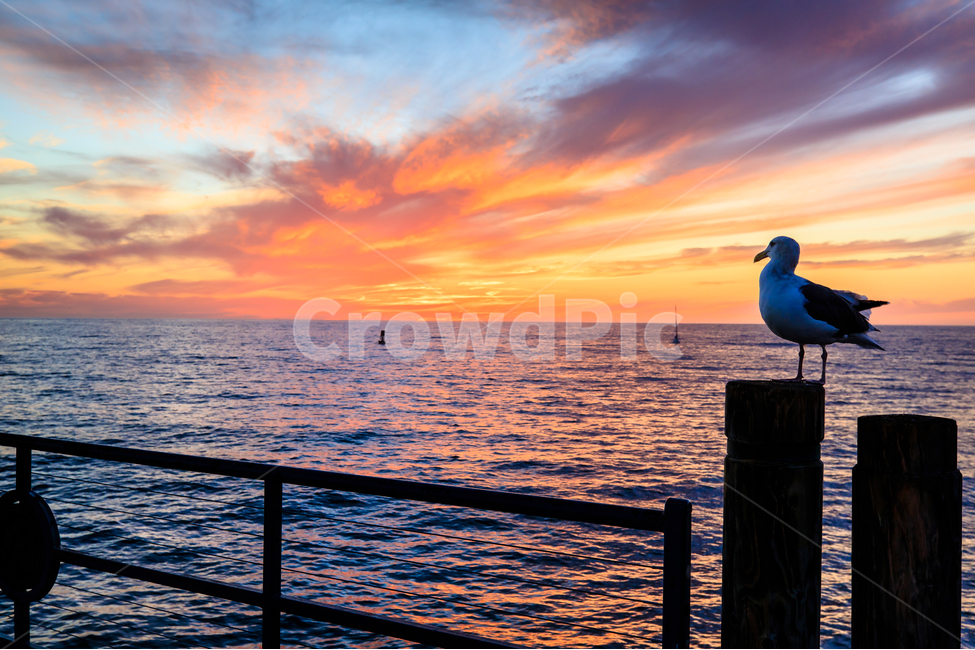 석양,바다,풍경,구름,자연,갈매기,새,자연,풍경,nature,landscape,동물,animal,조류,새,birds,bird,railing,난간,banister,handrail
