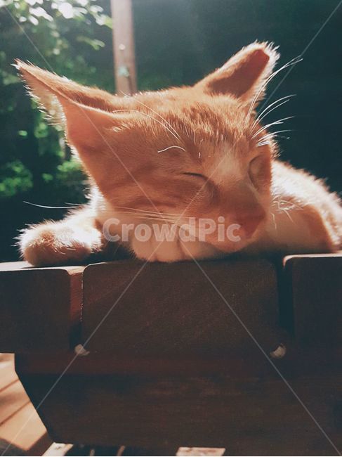 고양이,길고양이,코리안숏헤어,치즈태비,냐옹이,동물,포유류,중성화,휴식,밤,고단함,cat,starycat,feralcat,koreanshorthair,cheesetabby,kitty,animal,mammal,rest,night,tired