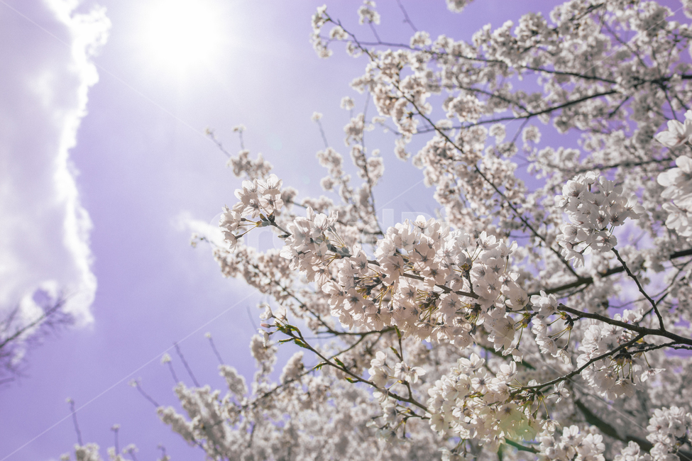 벚꽃,하늘,구름,봄,감성사진,자연,꽃,봄,계절,spring,season,식물,자연,plants,nature,꽃,flower,plant,blossom