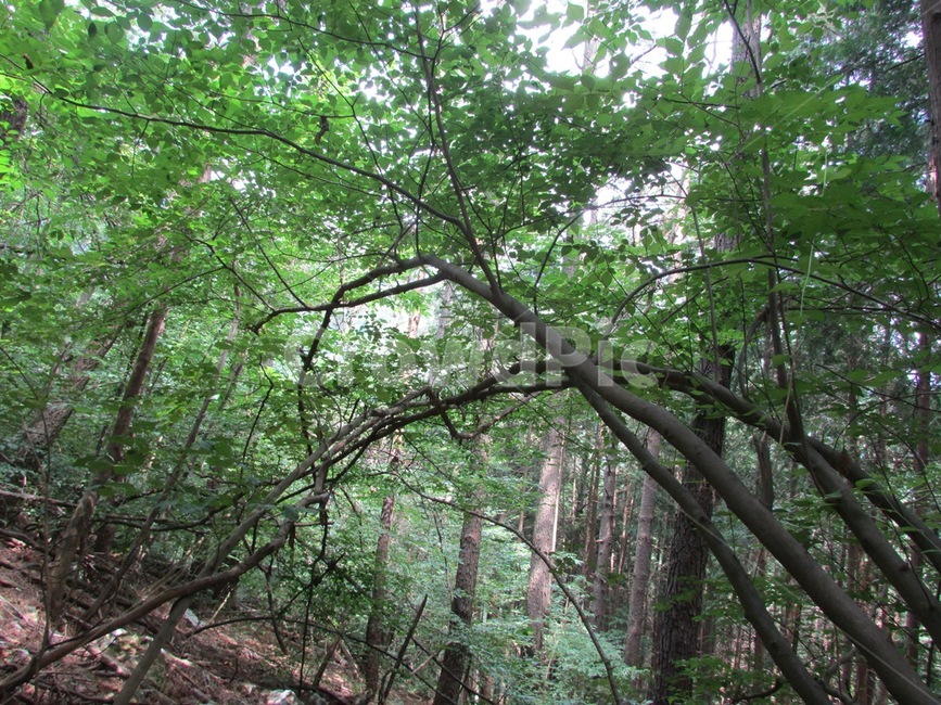 숲,나뭇잎,나무,산,초록,식물,식물,자연,plants,nature,나무,trees,wood