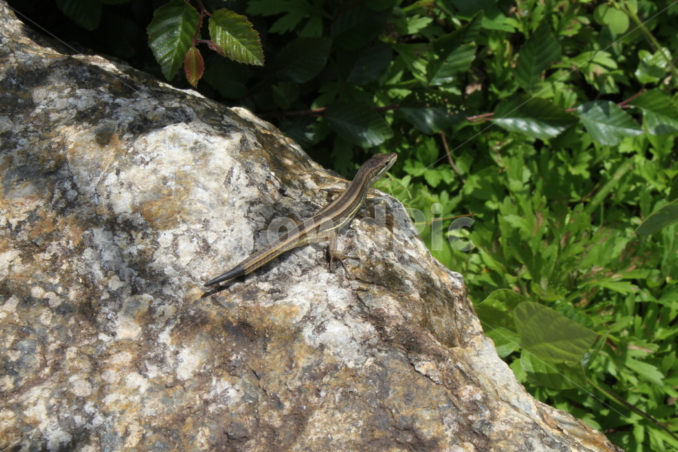 야생동물,도마뱀,장지뱀,takydromusaureralis,snake,뱀,동물,animal,파충류,양서류,reptile,amphibian