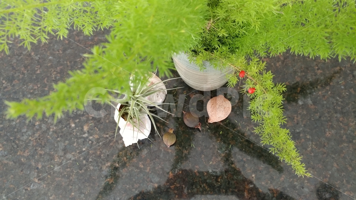 식물,아스파라거스펀,에어플랜트,틸란시아,실내데코,먼지먹는식물,소라껍질,구아바,연출,식물,자연,plants,nature,음식,식재료,요리,food,cook,meal,dishes,food reserves,과일,열매,fruit,연출,컨셉,콘셉,direction,concept