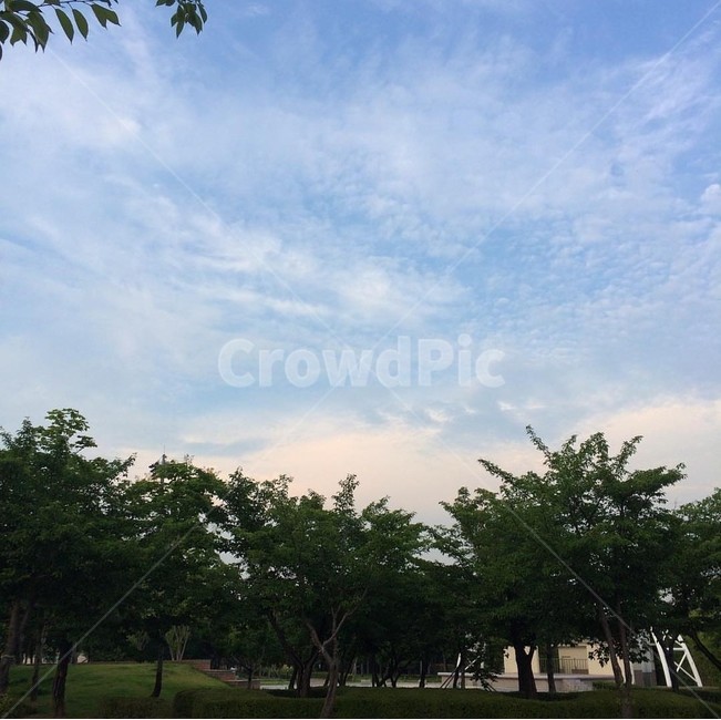하늘,풍경,나무,여름,해질녘,일상,여유로움,자연,풍경,nature,landscape,outdoors,옥외,grass,잔디,plant,식물