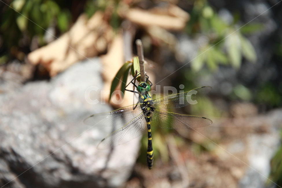 잠자리,앉아있는잠자리,나무가지,나뭇잎,녹색군,곤충,벌레,insect,bug