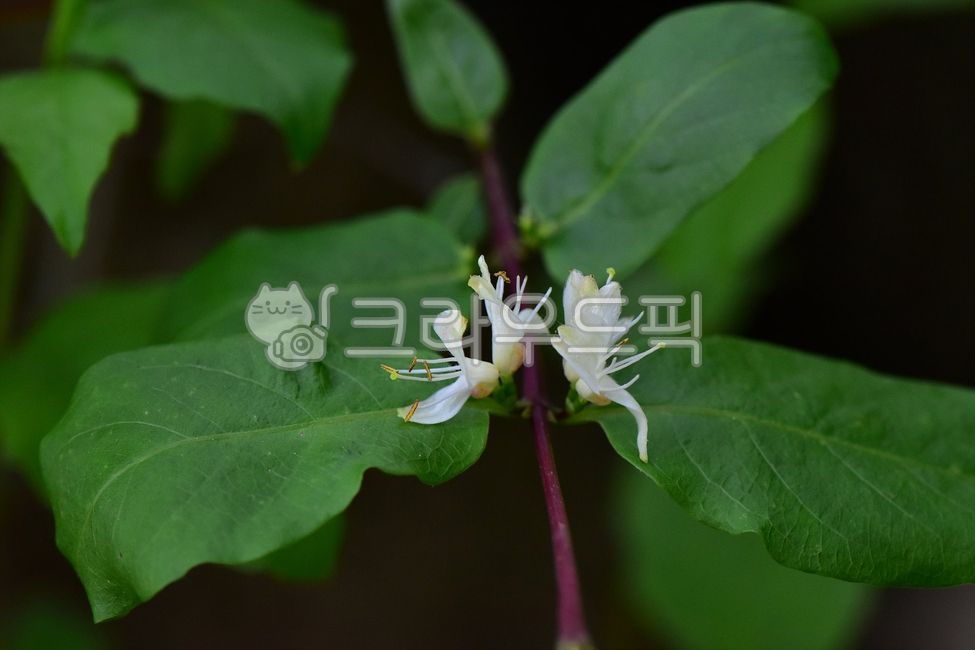 blue fire tree,summer,spring,healing,ecology,plants,season,light yellow,Emotion,mountain flower,nature,tree,woody,flower,wildflowers,background,plant,wild flowers,wild,summer flowers