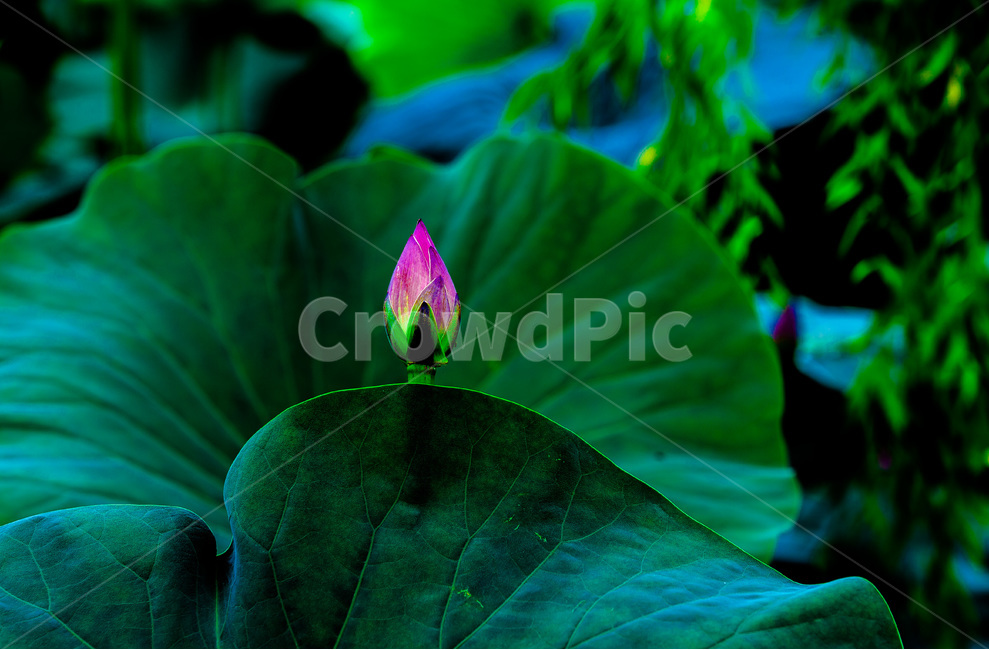연꽃,꽃봉오리,연잎,문양,무늬,자연,식물,자연,plants,nature,꽃,flower
