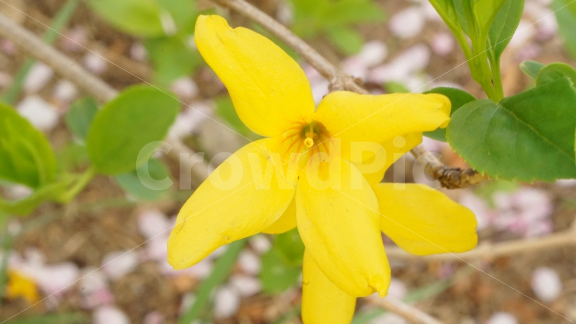 개나리,자연,꽃,꽃잎,봄,접사,식물,자연,plants,nature,꽃,flower