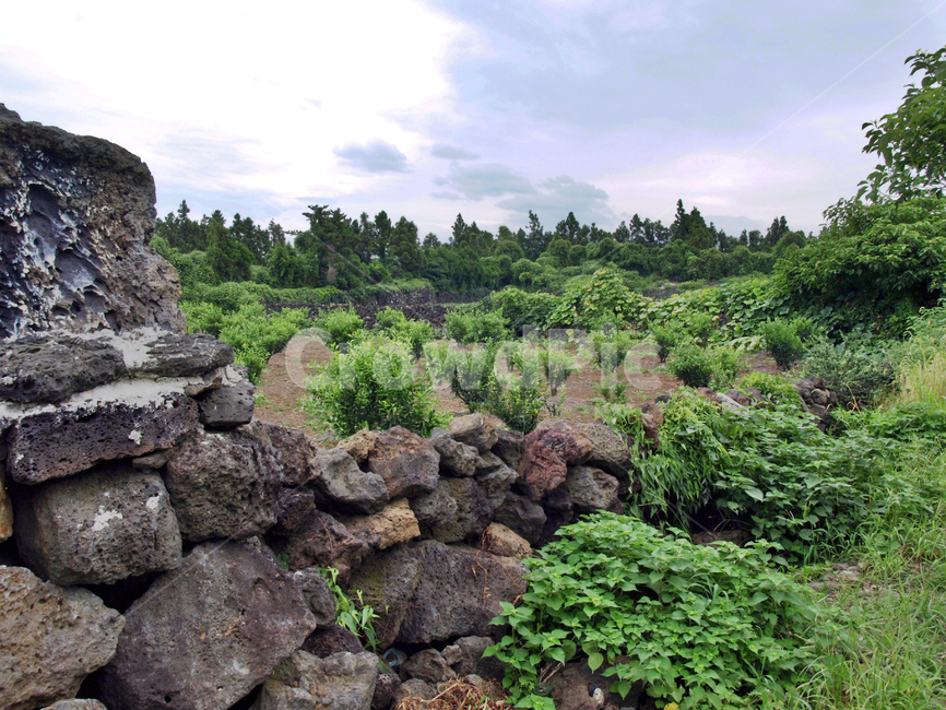 나눔허브,저지마을,제주,올레14코스,올레길,약용작물,돌담,자연,풍경,nature,landscape,제주도,jeju,jeju island,rubble,파편,wall,벽