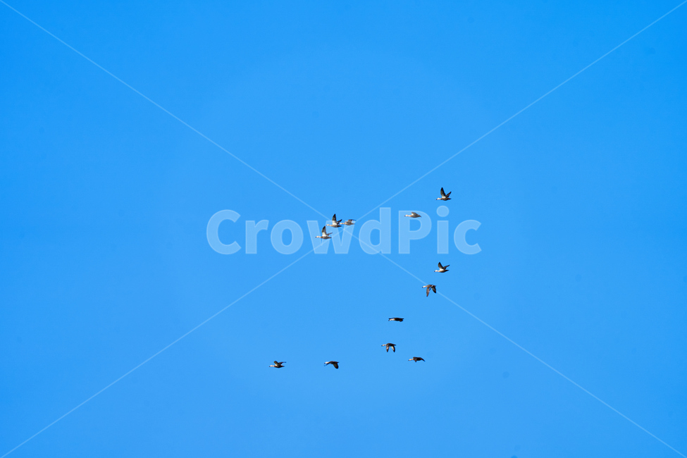 Suncheon,sky,black crane,Suncheon Bay Wetland,Suncheon Bay,sight,visitor