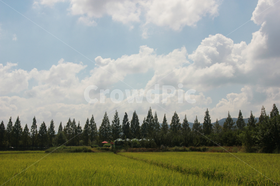 논밭,가을,아름다운풍경,자연,구름,한국적인느낌,자연,풍경,nature,landscape,outdoors,옥외,grassland,목초지,field,들,paddy field,패디 필드