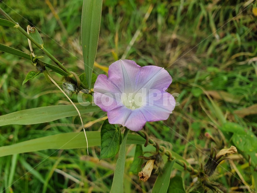 flower,꽃,식물,blossom,나팔꽃,보라색,plant,식물,자연,plants,nature