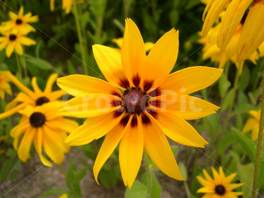금계국,꽃,식물,국화,플라워,flower,goldencoreopsis,식물,자연,plants,nature,꽃,flower
