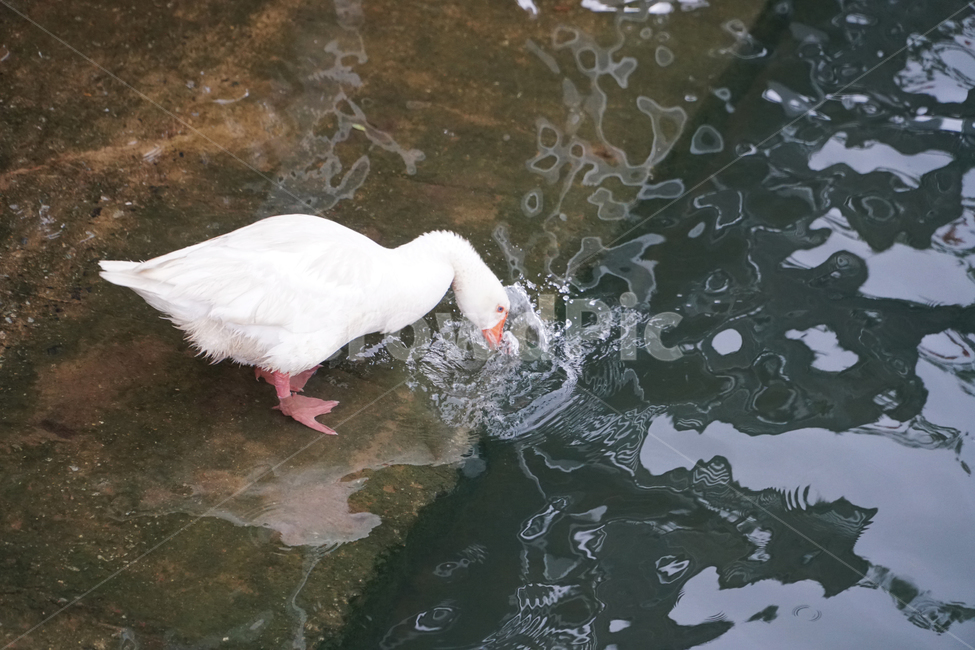 오리,흰오리,거위,흰거위,새,조류,동물,물새,기러기,샤워,씻다,세수,호수,duck,goose,anatidae,anserdomesticus,domesticduck