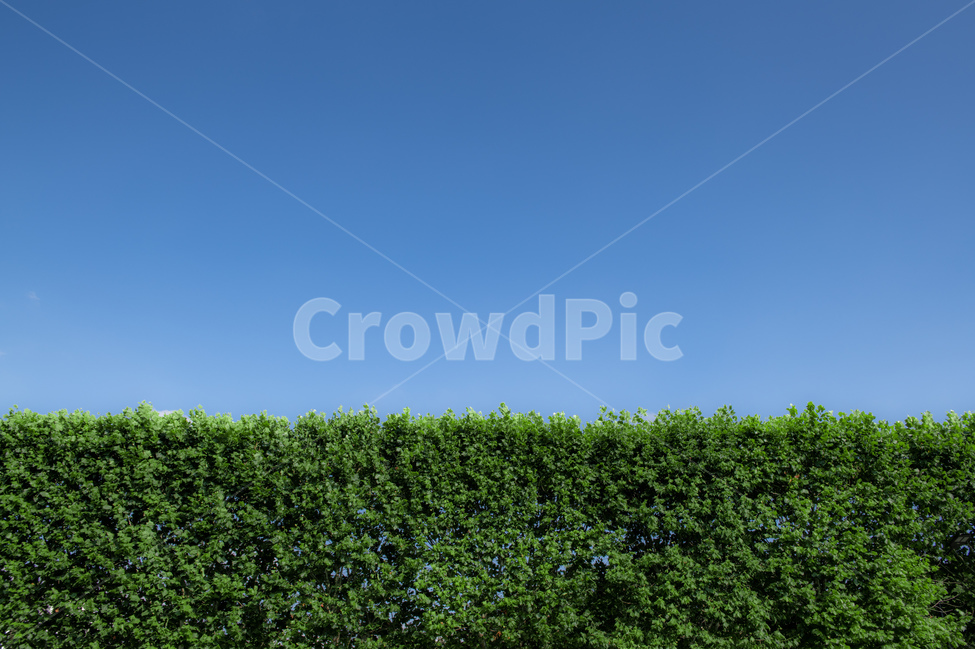 하늘,파란색,초록색,나무,여름,초록,파랑,바탕,바탕화면,자연,풍경,nature,landscape,fence,울타리,hedge,방지책,plant,식물,bush,부시,vegetation,초목