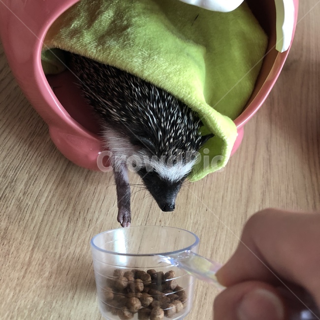 플라티나,고슴도치,가시,밥,배고픔,먹이,동물,animal