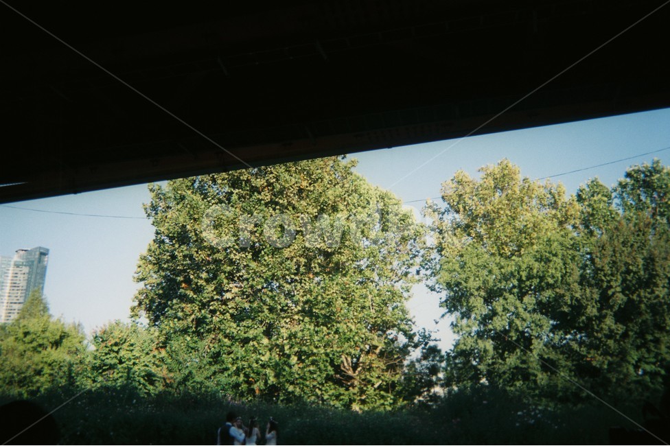필름,감성사진,풍경,필름카메라,배경,자연,자연풍경,폰배경,나무,하늘,nature,landscape,자연,풍경,nature,landscape