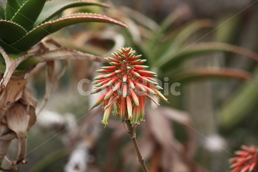 알로에,꽃,온실,aloe,flower