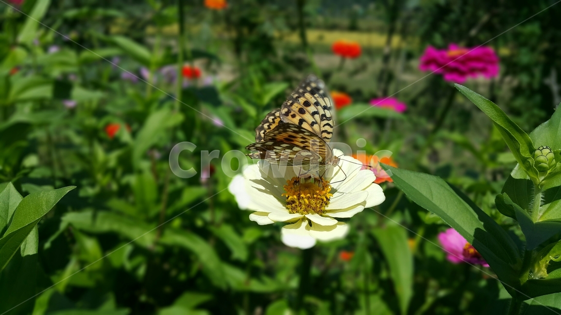 정원,곤충,꿀벌,수분,자연,화분,시즌,야생생물,꽃,꿀,식물,꽃잎,flora,garden,insect,bee,pollination,nature,pollen,season,wildlife,flower,honey,plant,petal