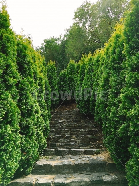 나무,숲,돌계단,길,초록색,자연,수목원,오르막,자연,풍경,nature,landscape,식물,plants,나무,trees,wood