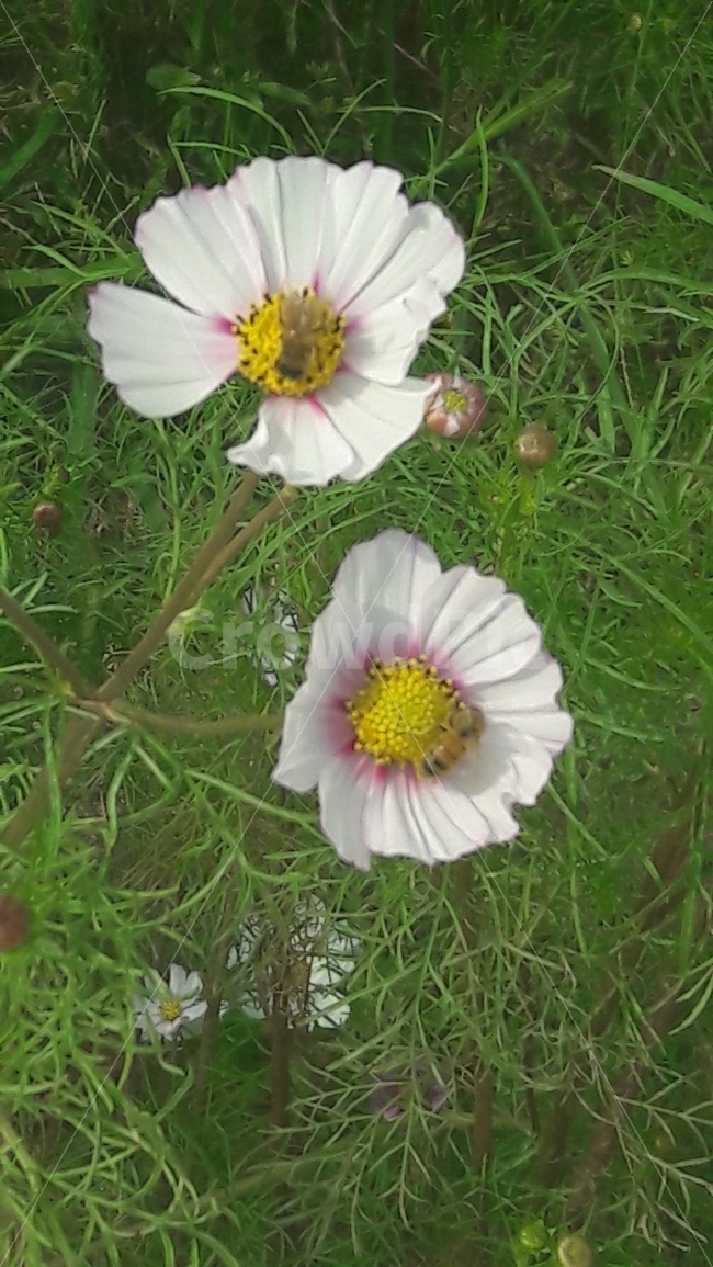 코스모스,꽃,초록,흰색,벌,가을,계절,fall,autumn,season,식물,자연,plants,nature,꽃,flower,plant