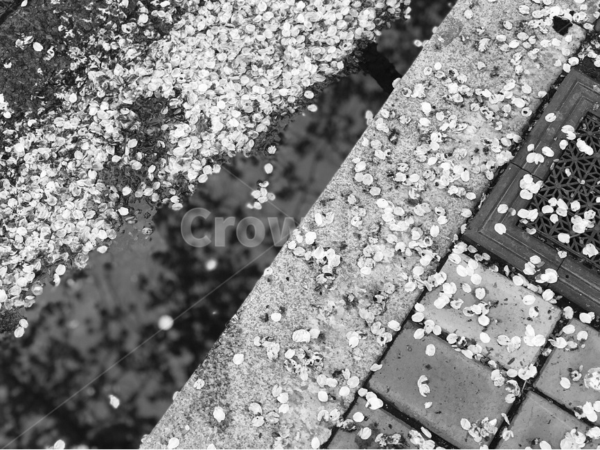 여의도,꽃,꽃잎,벚꽃,흑백,꽃,flower,흑백,모노톤,monochrome,black and white