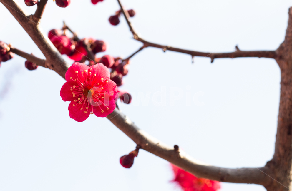 홍매화,매화,봄,향매화,봄꽃,식물,자연,plants,nature,꽃,flower