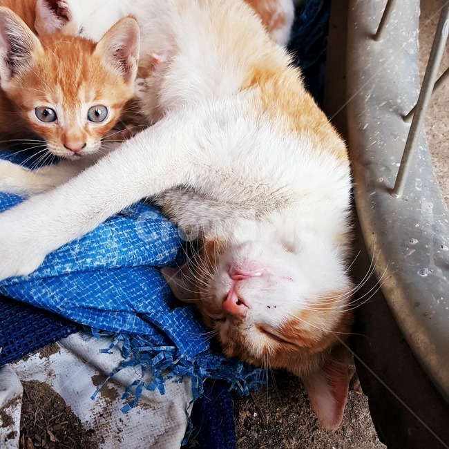 고양이,잠,졸음,눈,코