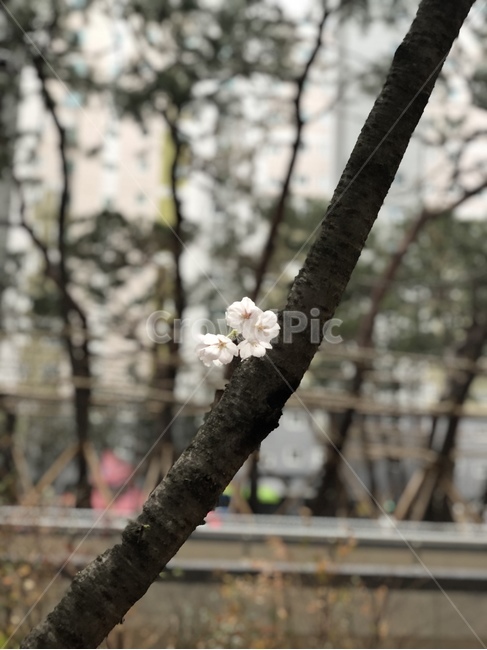 봄,벚꽃,꽃,사쿠라,cherryblossoms,봄꽃,spring,flower