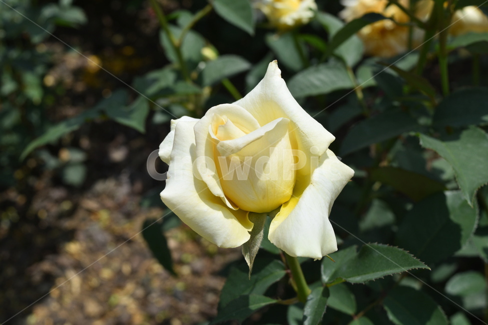 꽃,장미,식물,rose,flower,노랑장미,노란색,노랑색,yellow,식물,자연,plants,nature,꽃,flower