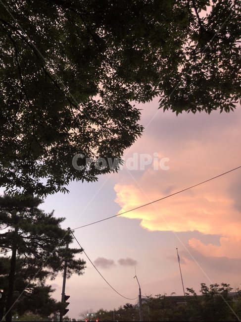 노을,나무,구름,하늘,저녁,해,전선,자연,풍경,nature,landscape,tree,plant,식물,outdoors,옥외